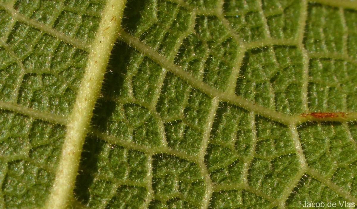 Ficus exasperata Vahl